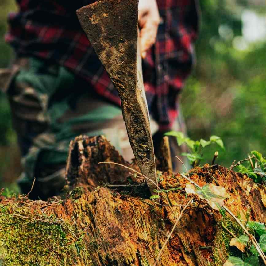 Commercial Tree Services in Arvada 2