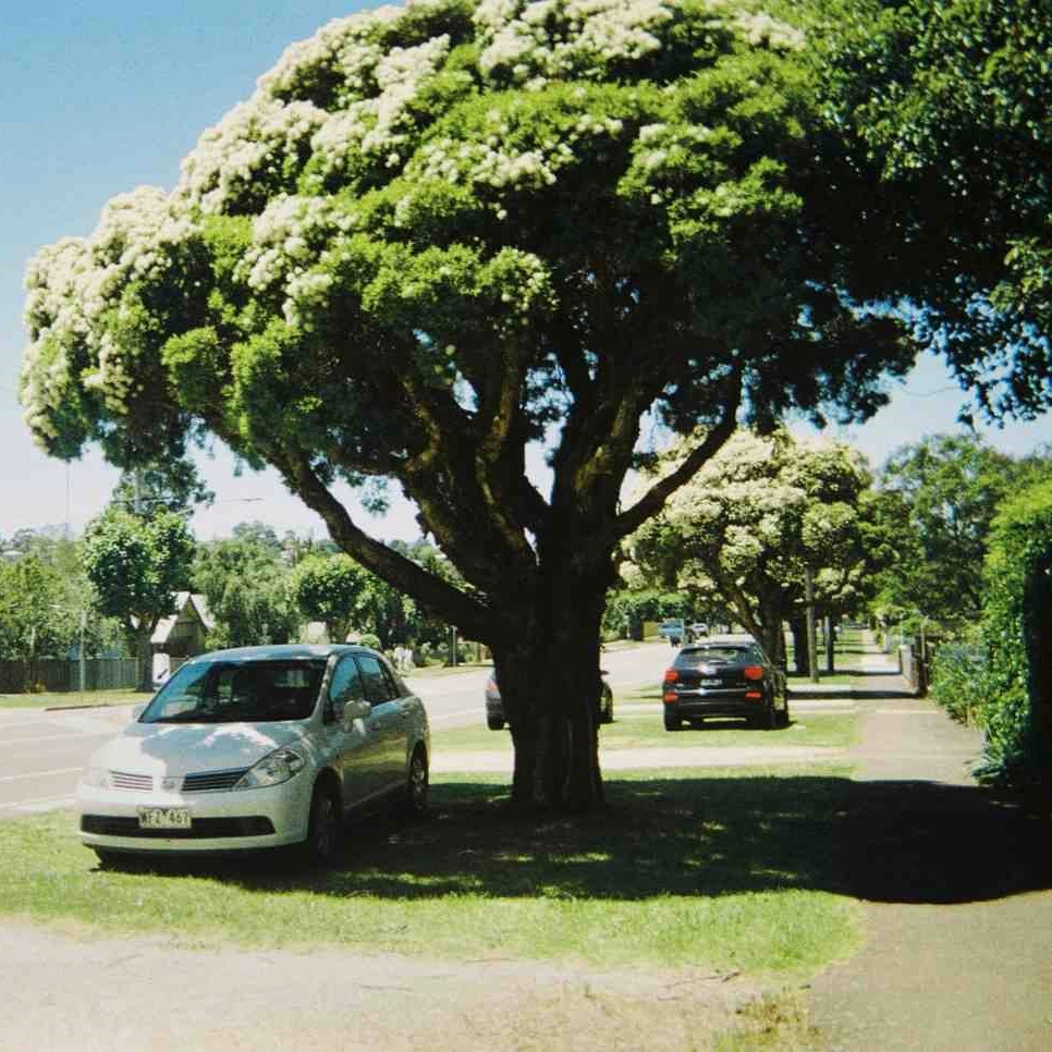 Commercial Tree Services in Arvada 3