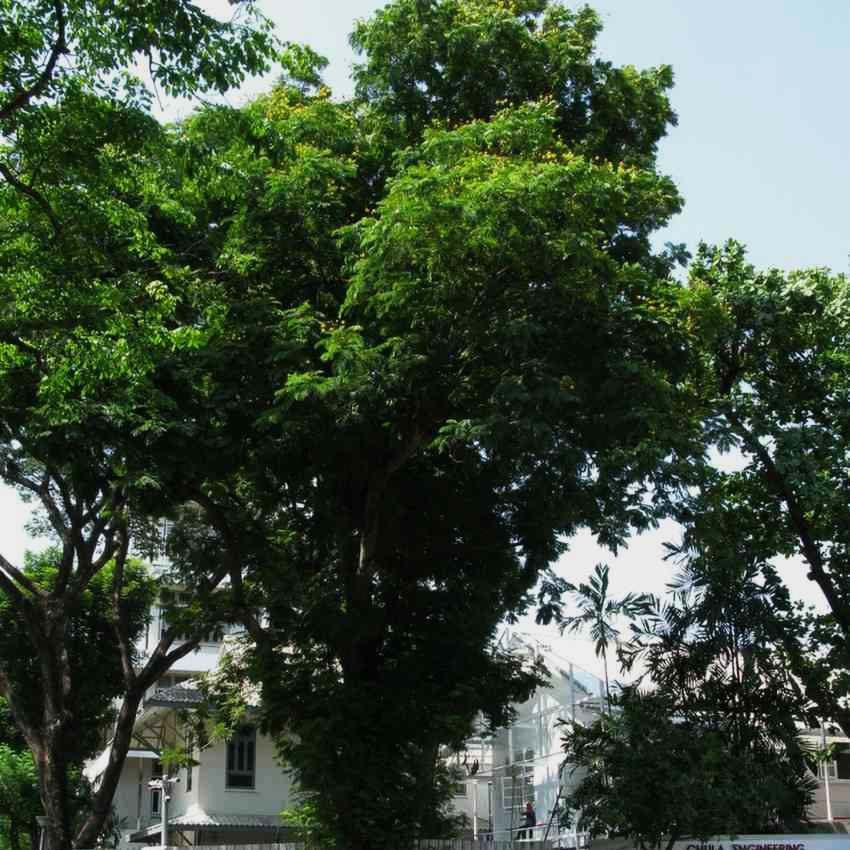 Commercial Tree Services in Arvada 5