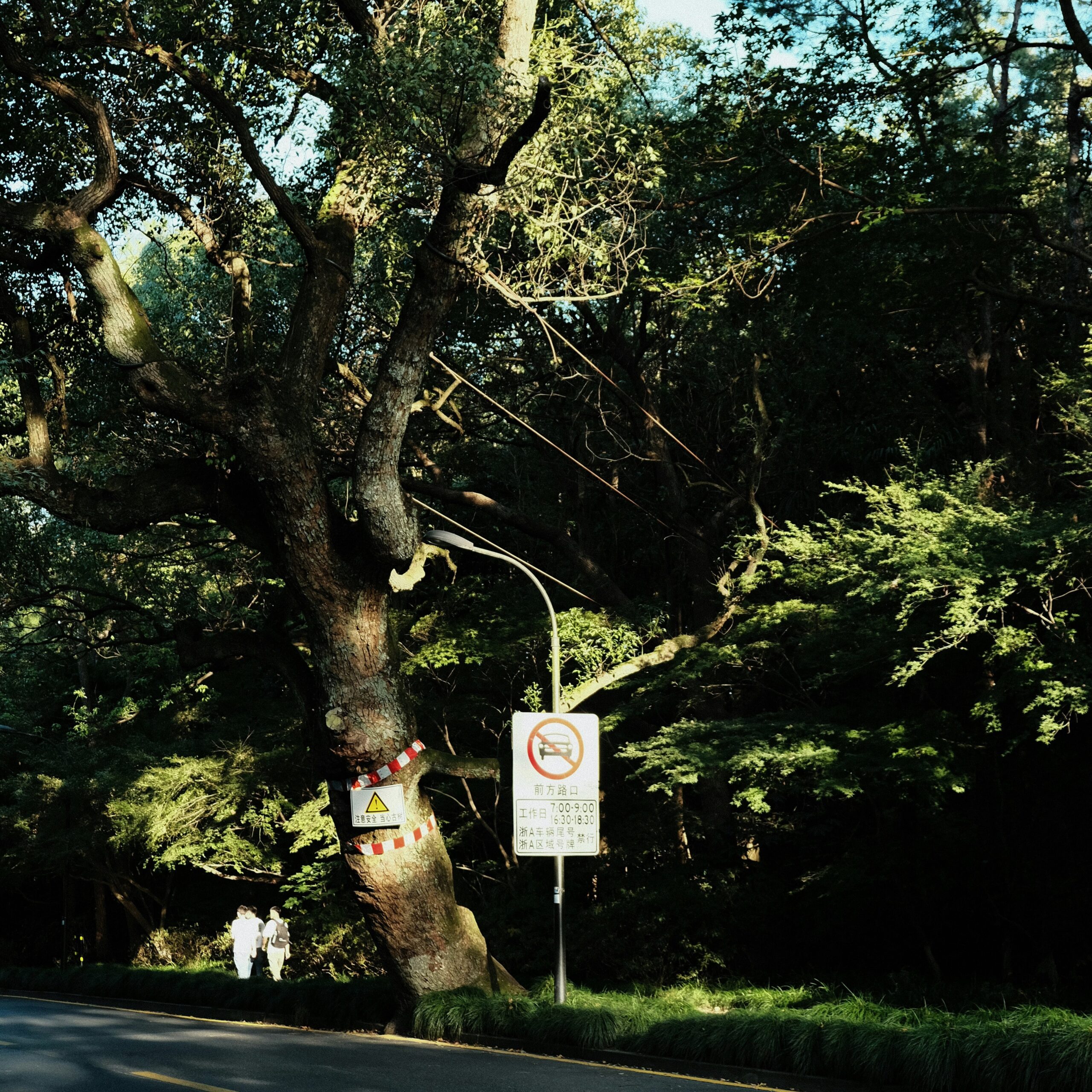 Emergency Tree Services in Arvada 1