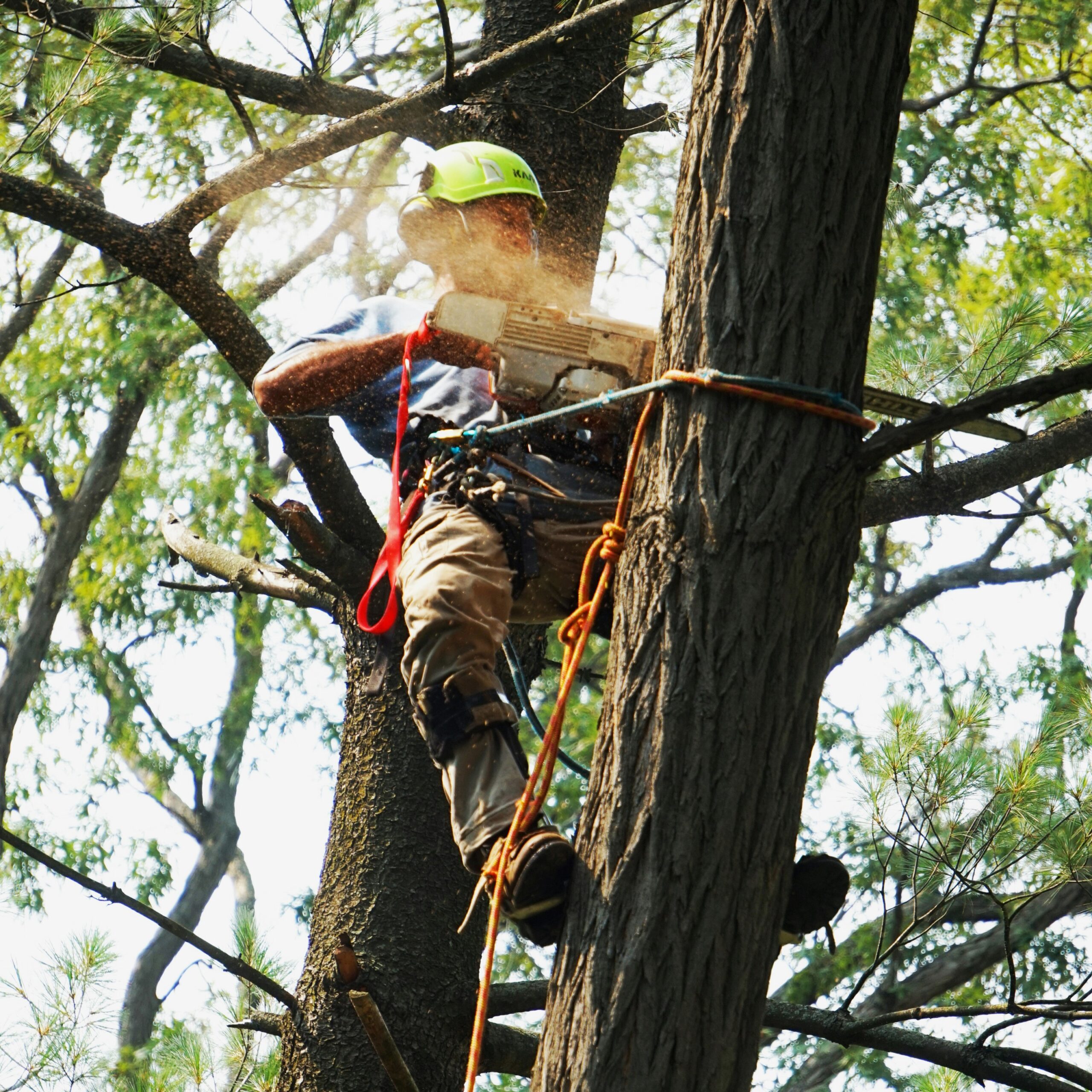 Emergency Tree Services in Arvada 3