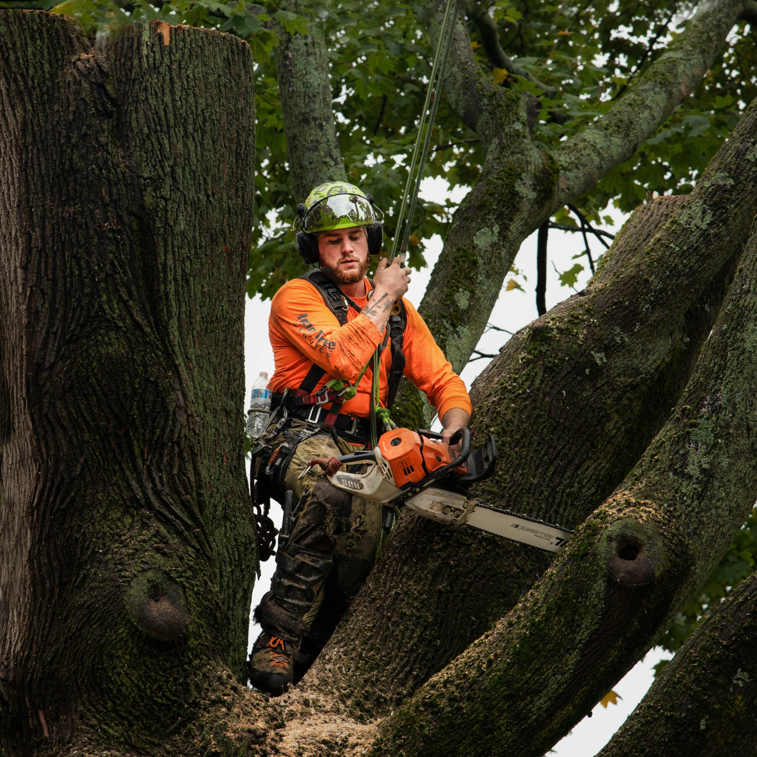 Emergency Tree Services in Arvada 4