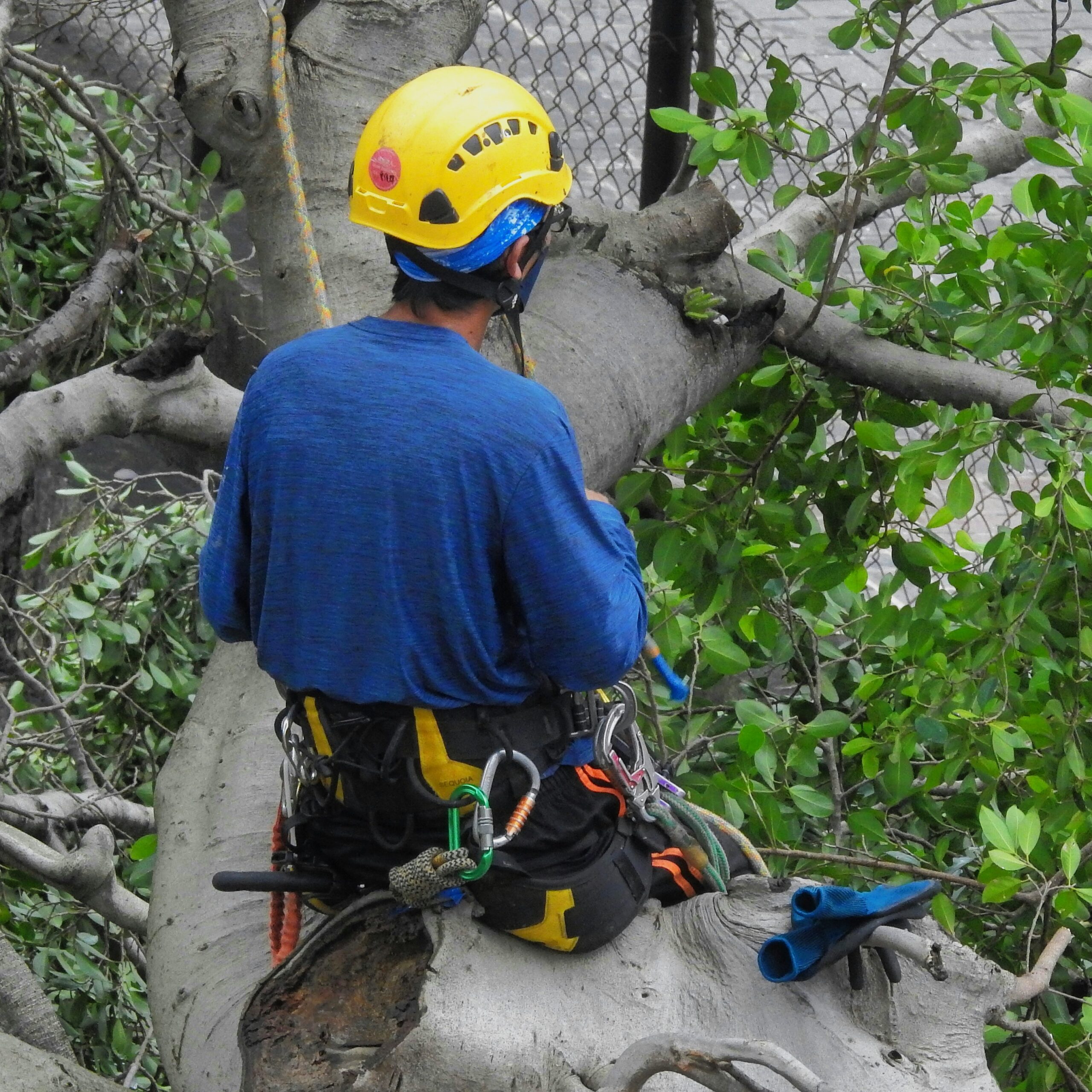 Emergency Tree Services in Arvada 6