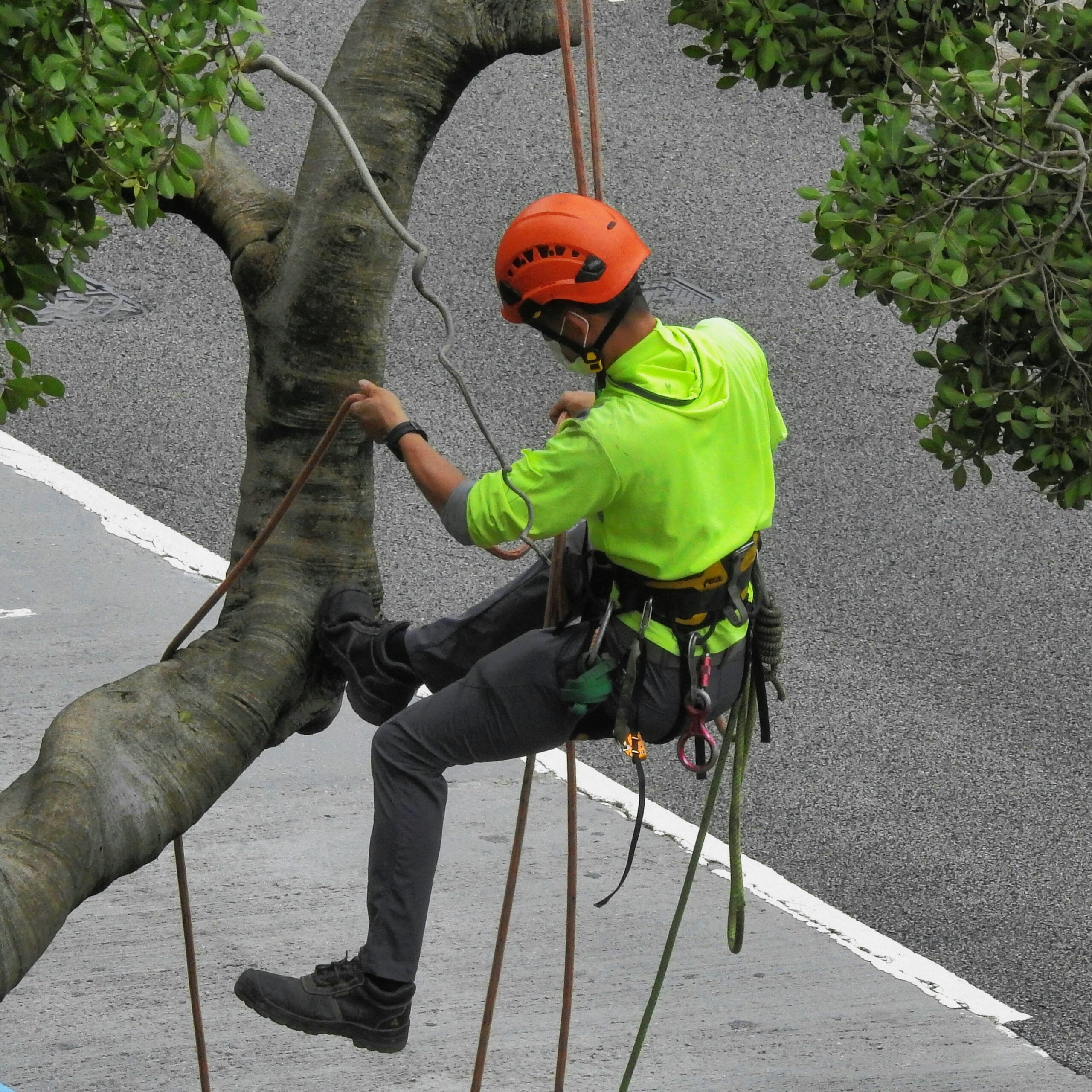 Emergency Tree Services in Arvada 7