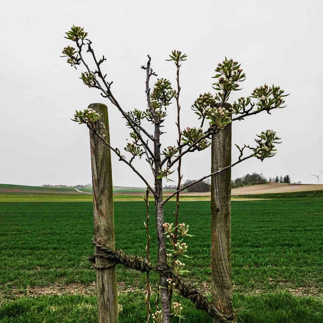 Expert Tree Trimming & Pruning 1