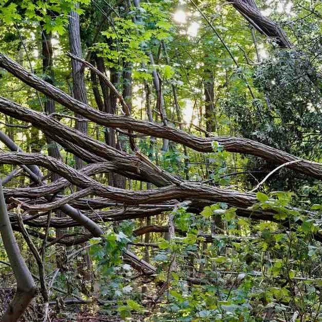 Expert Tree Trimming & Pruning 4