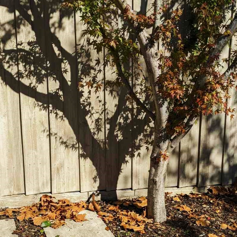 Expert Tree Trimming & Pruning 6