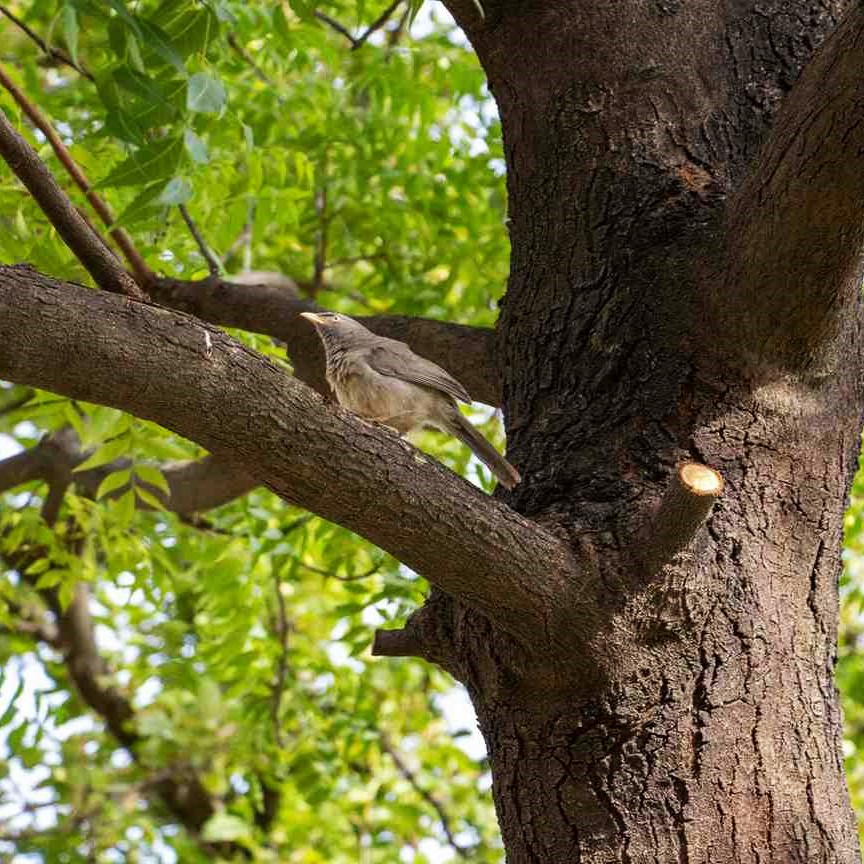 Expert Tree Trimming & Pruning 7