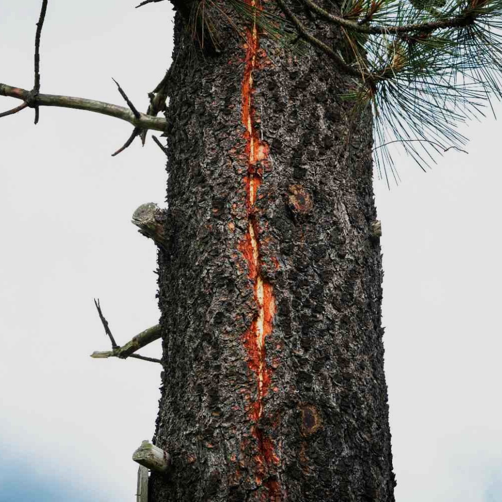 Fire Mitigation Services in Arvada 1