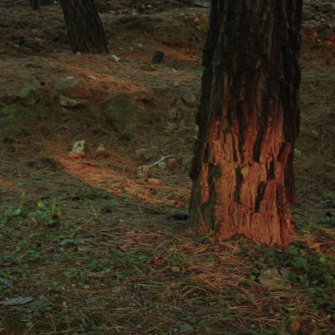 Fire Mitigation Services in Arvada 2