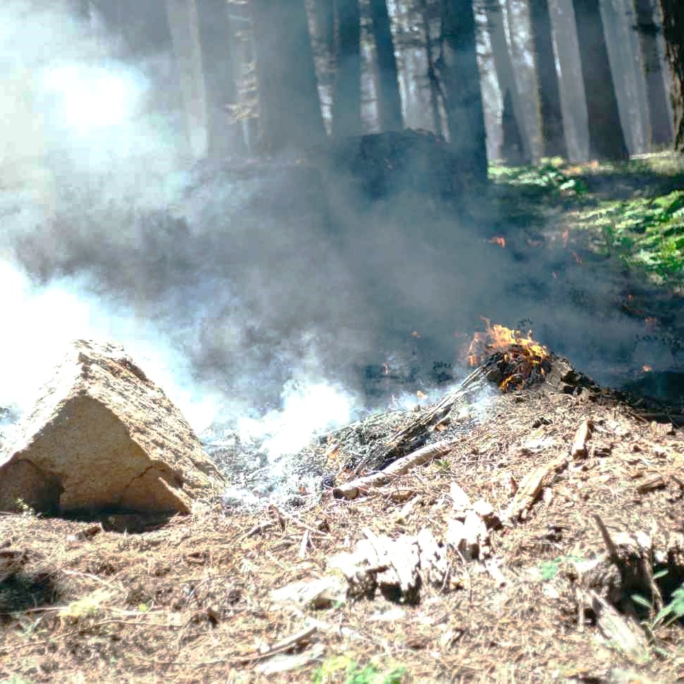 Fire Mitigation Services in Arvada 3