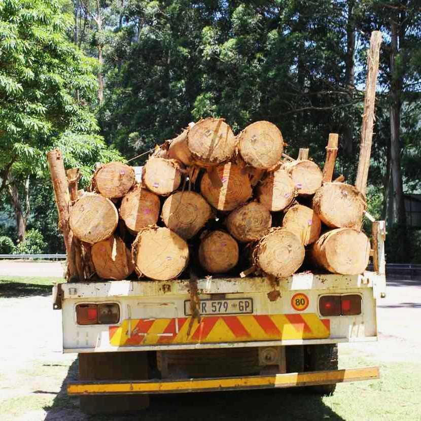 Stump Removal in Arvada 3