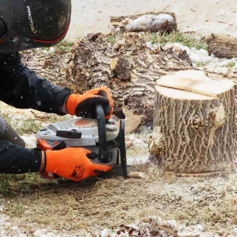 Stump Removal in Arvada 5