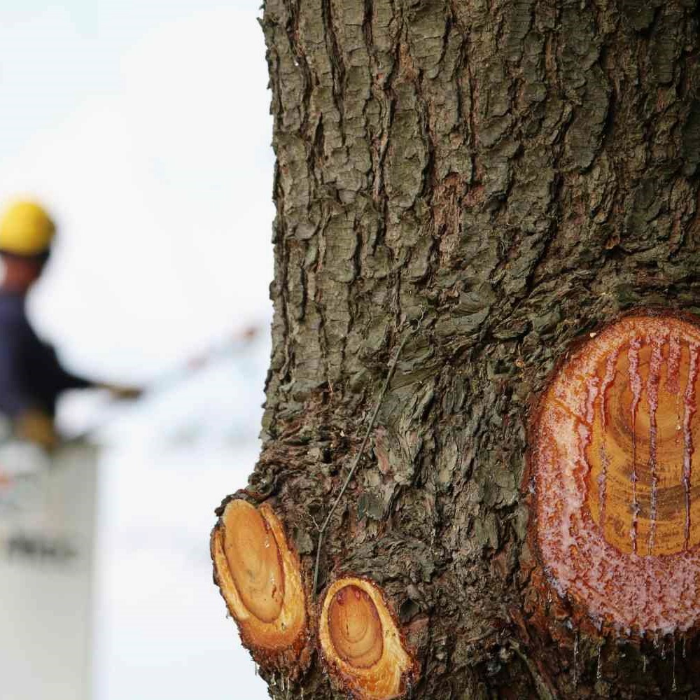 Stump Removal in Arvada 6