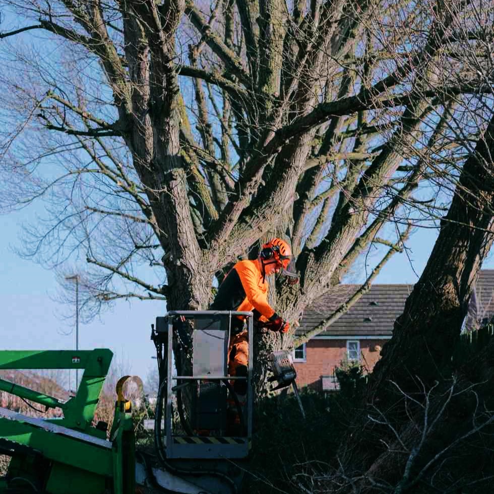 Stump Removal in Arvada 7