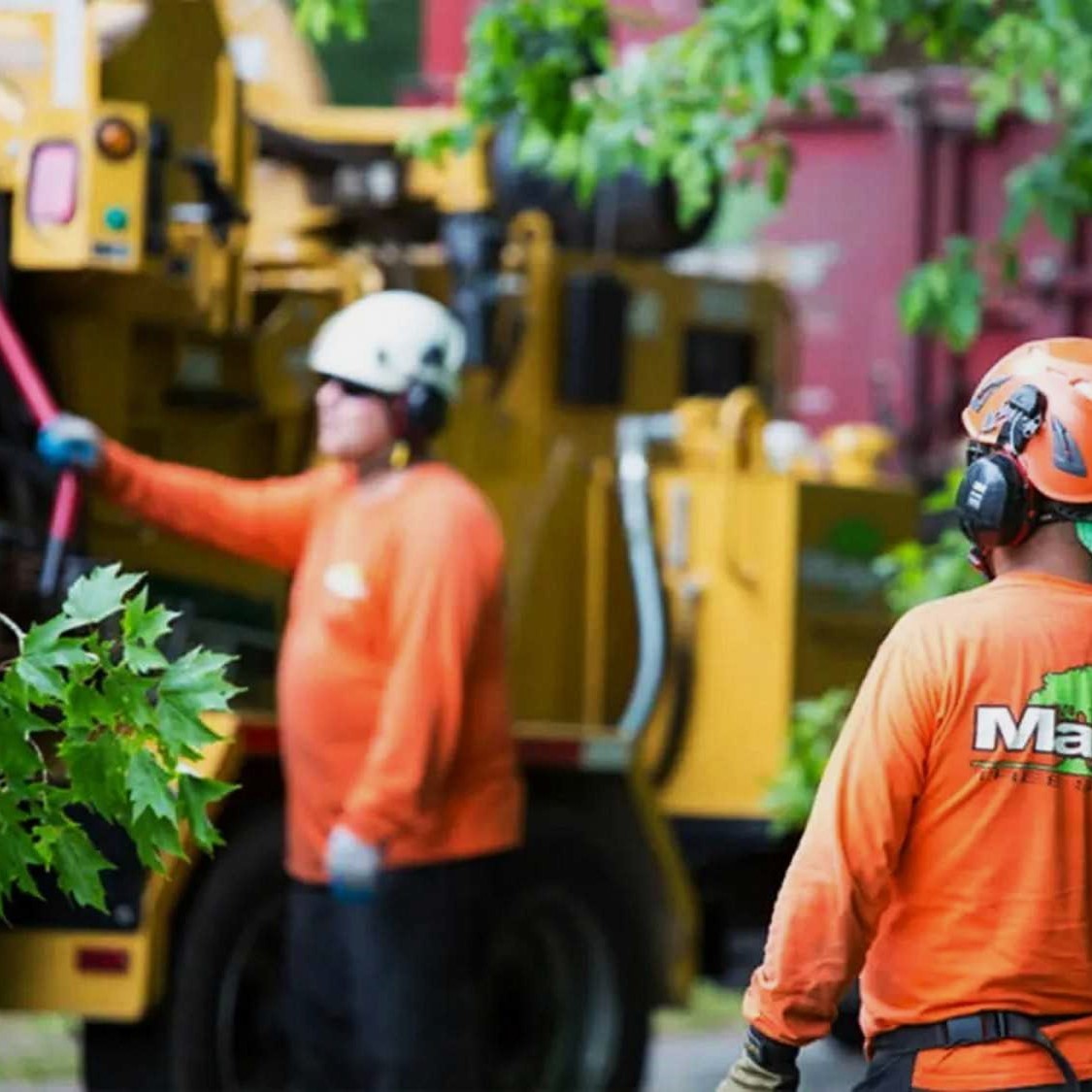 Tree Removal Services in Arvada 3