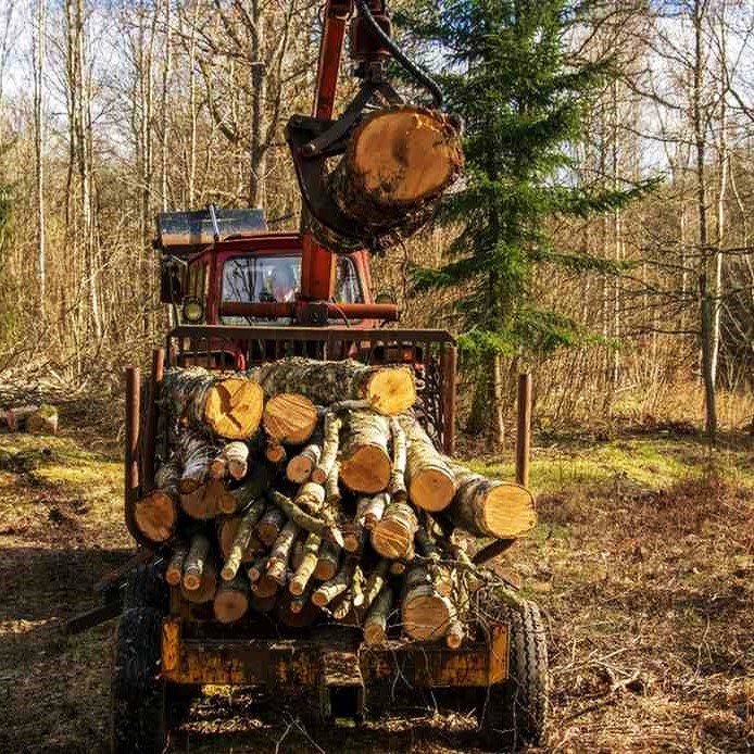 Tree Removal Services in Arvada 4