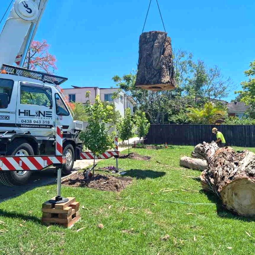 Tree Removal Services in Arvada 6